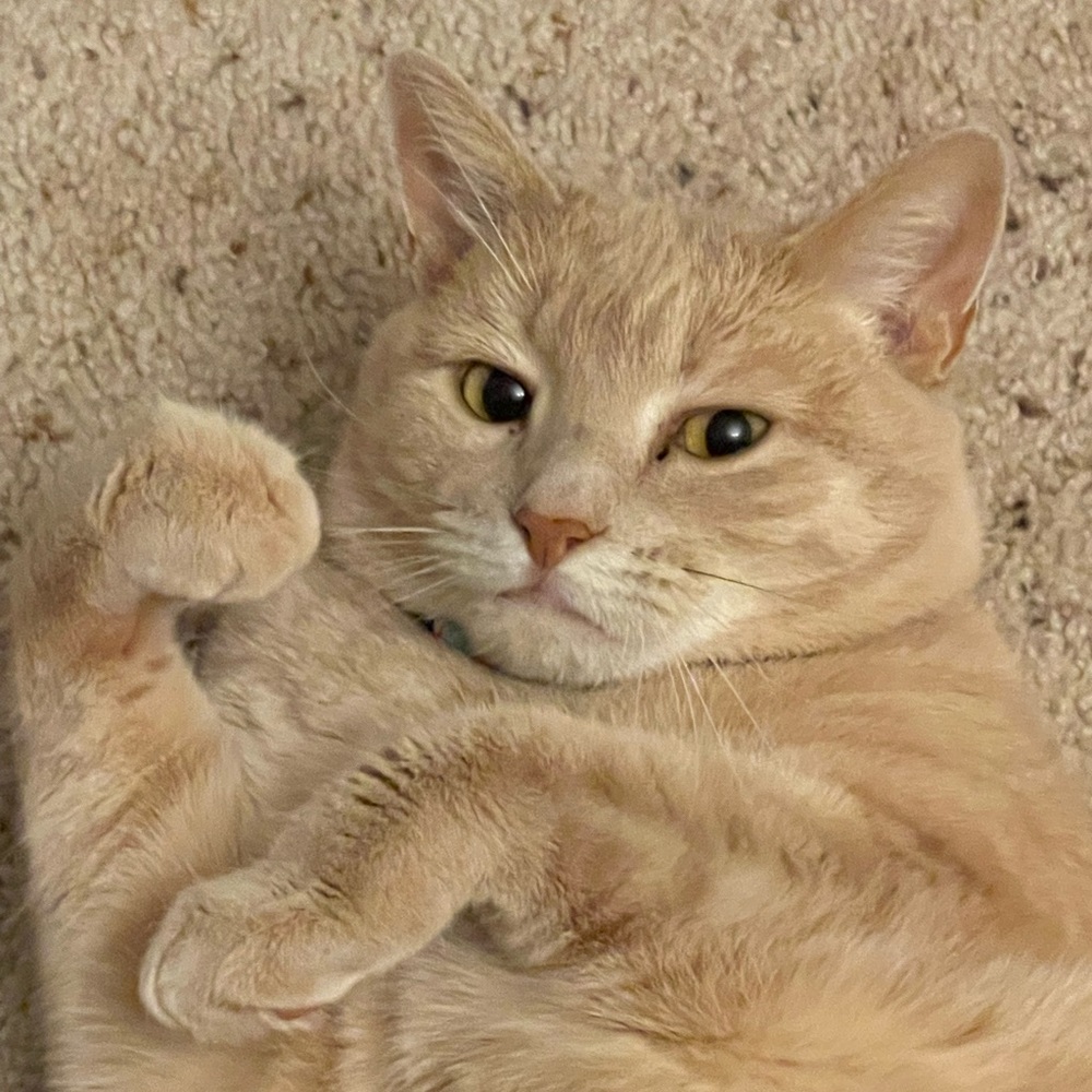 Meet your Posher, Clare